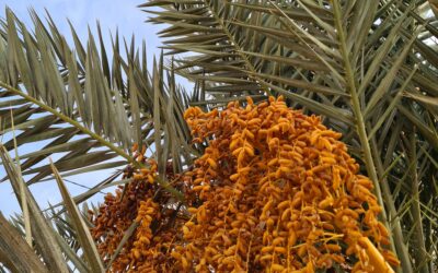 Comment les données ouvertes transforment la lutte contre les maladies des dattiers au Maroc? 
