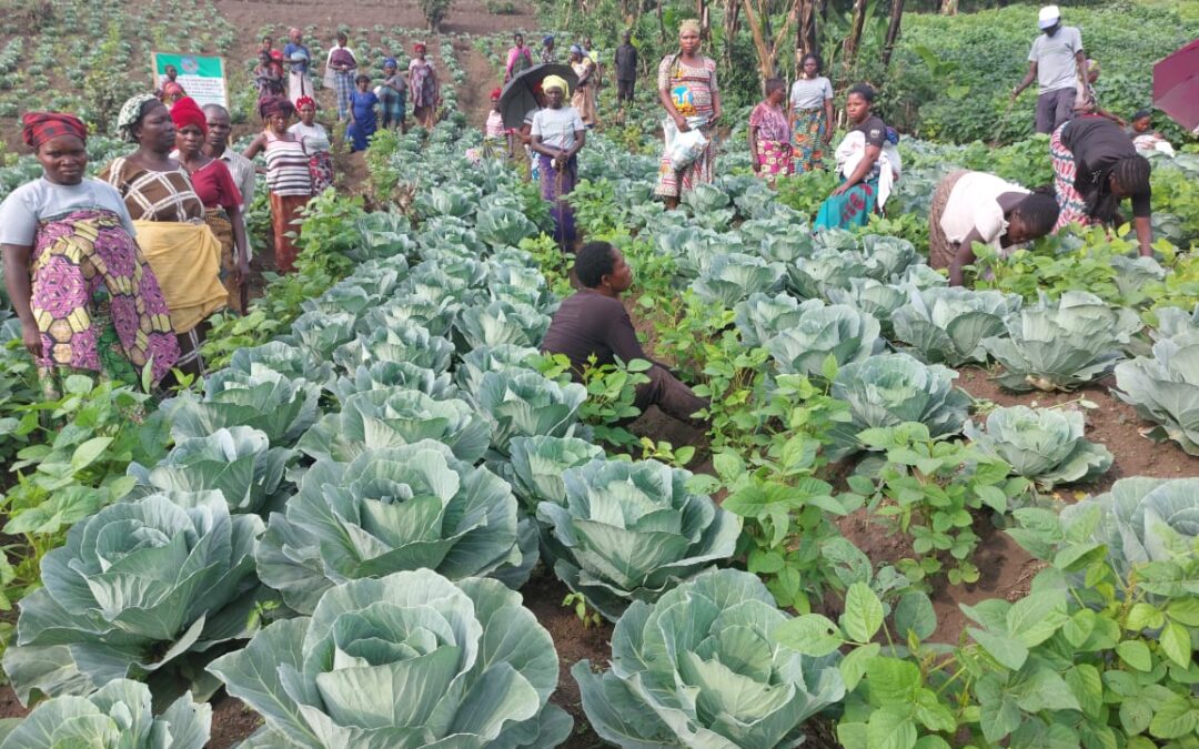 Lùbenga : Quand les données climatiques transforment l’agriculture rurale